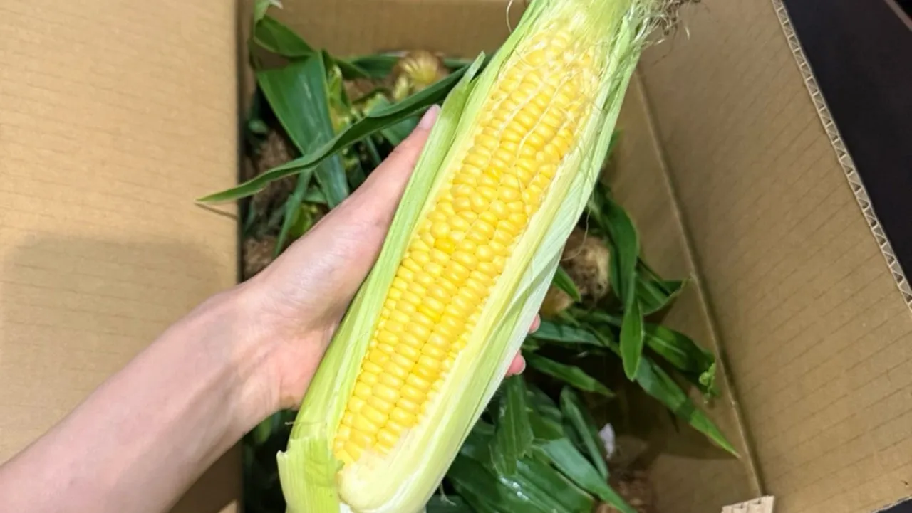 食べてみたかった青森の嶽きみ!